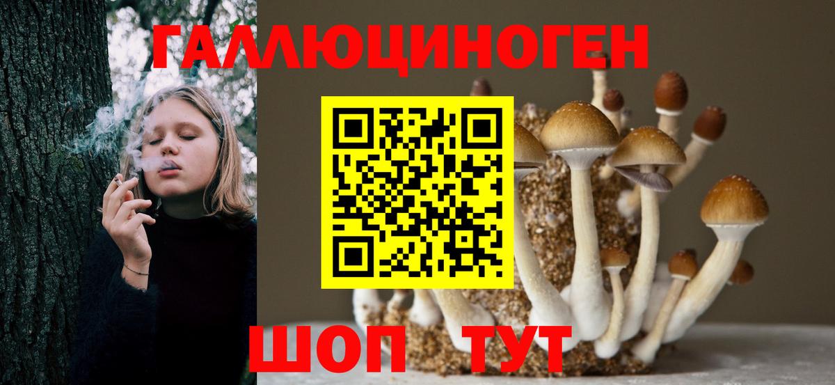 Галлюциногенные грибы Psilocybe Сосновоборск